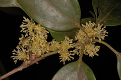 Neolitsea scrobiculata